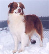 Click here for more detailed Australian Shepherd breed information and available puppies, studs dogs, clubs and forums